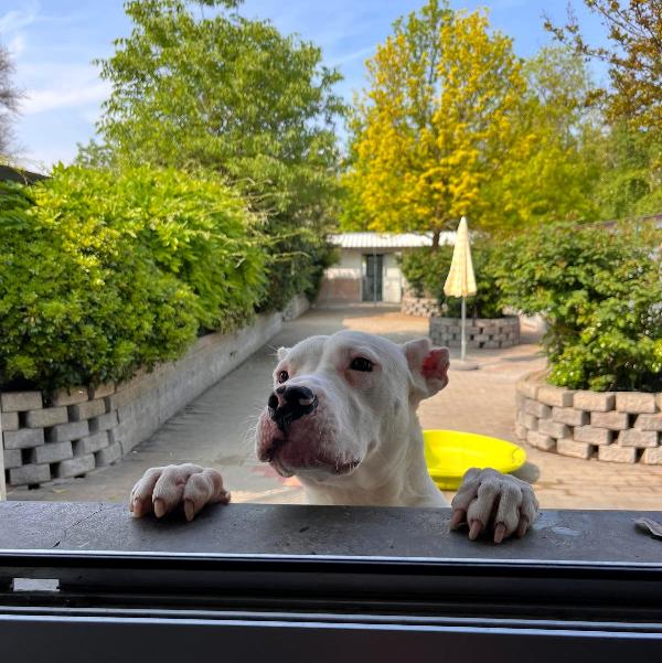 ALBINO DOGO ARGENTINO Foto 2